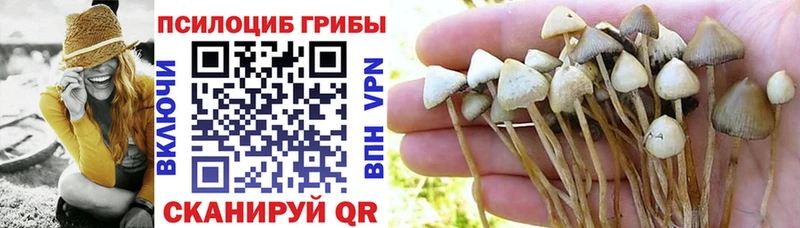 где найти наркотики  omg зеркало  Галлюциногенные грибы мицелий  Щёкино 